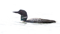 Common Loon