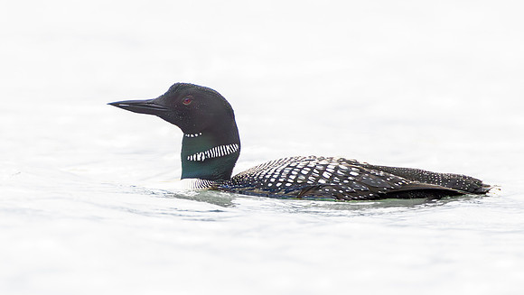 Common Loon