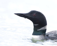 Common Loon