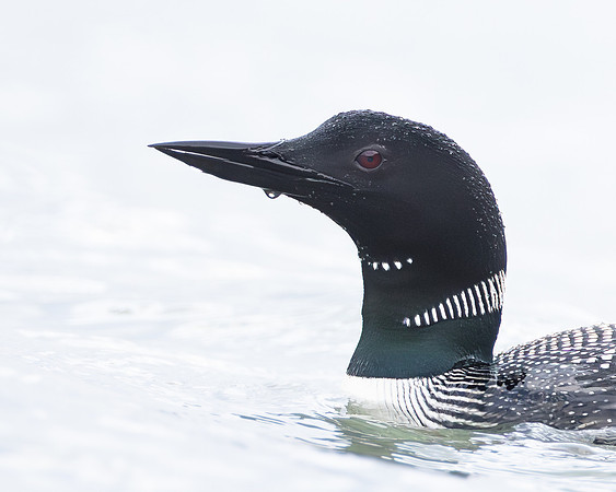 Common Loon
