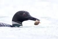 Common Loon, with crab