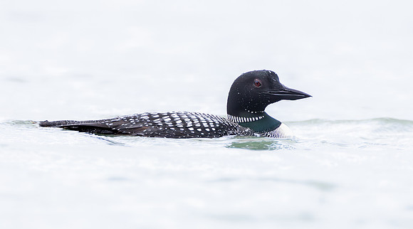 Common Loon