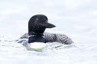 Common Loon
