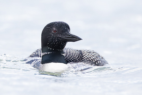 Common Loon