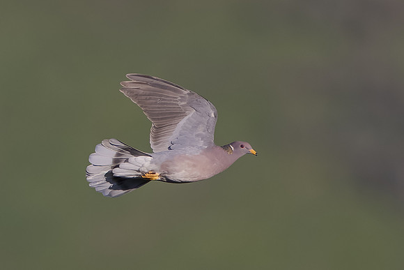 Band-tailed Pigeon