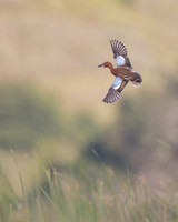 Cinnamon Teal