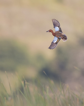 Cinnamon Teal