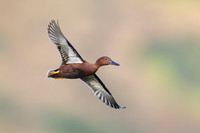 Cinnamon Teal