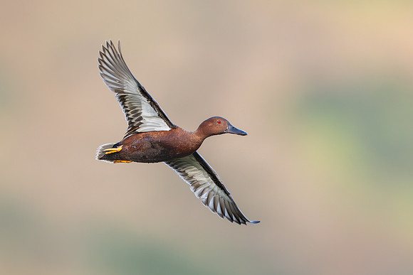 Cinnamon Teal