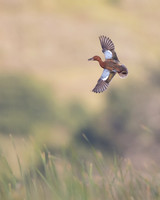 Cinnamon Teal