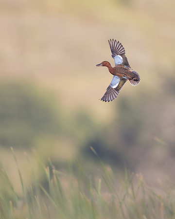 Cinnamon Teal
