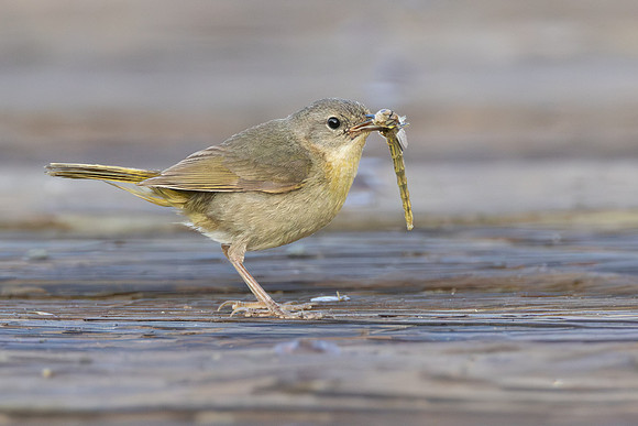 Common Yellowthroat, juvenile with dragonfly