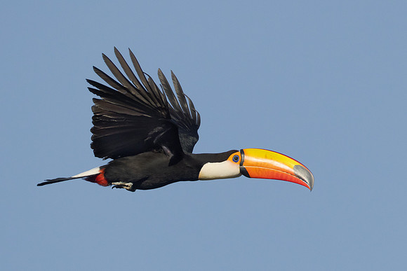 Toco Toucan