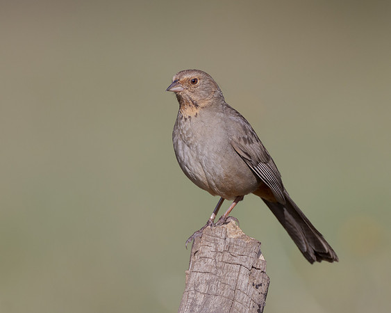 California Towhee