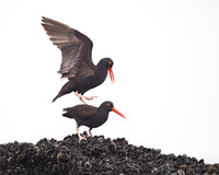 Black Oystercatchers, mating