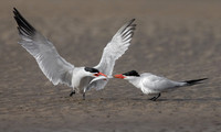 Caspian Terns, courtship feeding