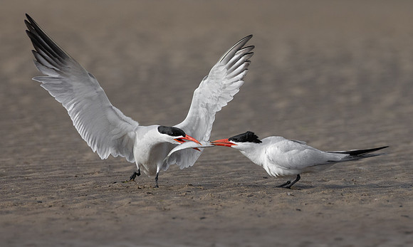 Caspian Terns, courtship feeding