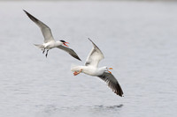 Caspian Tern chasing Western Gull