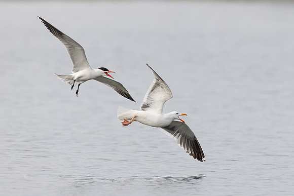 Caspian Tern chasing Western Gull