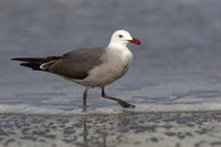Heermann's Gull