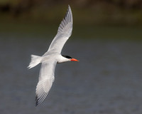 Caspian Tern