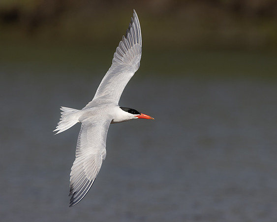 Caspian Tern