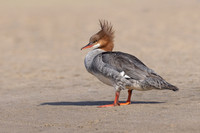 Common Merganser