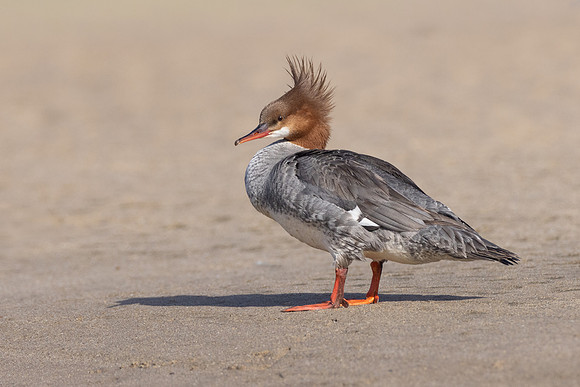 Common Merganser
