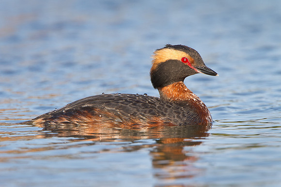 Horned Grebe