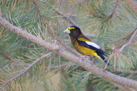 Evening Grosbeak