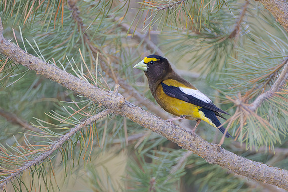 Evening Grosbeak