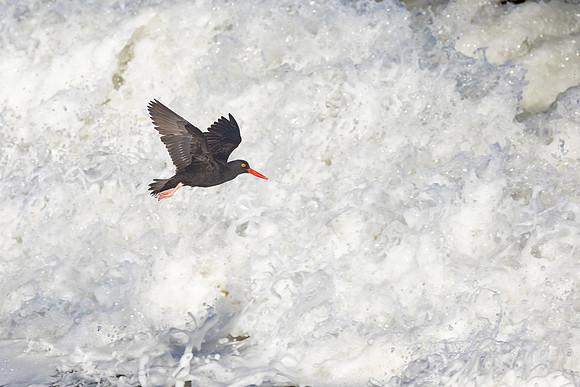 Black Oystercatcher