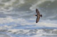 Black Oystercatcher