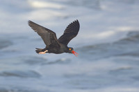 Black Oystercatcher
