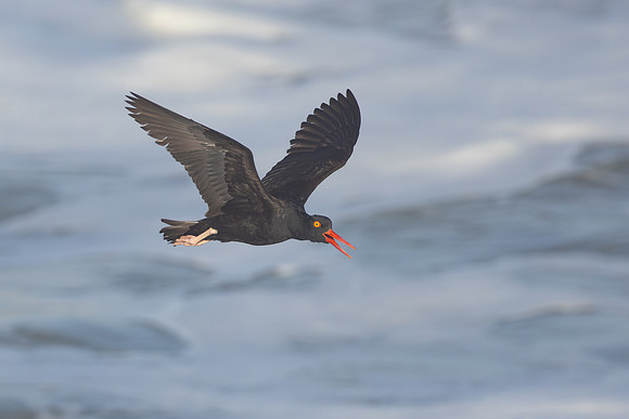 Black Oystercatcher