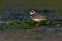 Semi-palmated Plover
