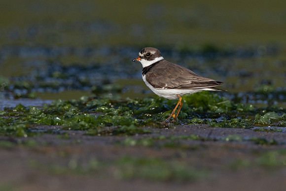 Semi-palmated Plover