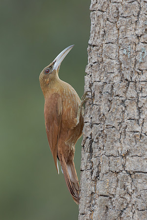 Great Rufous Woodcreeper