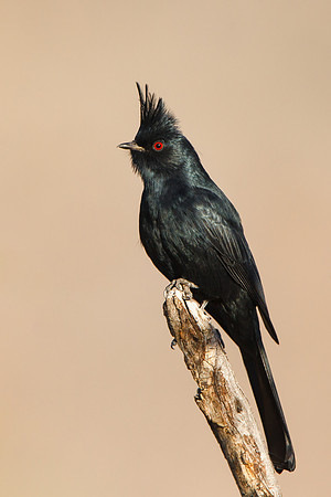 Phainopepla, male