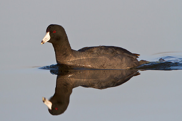American Coot