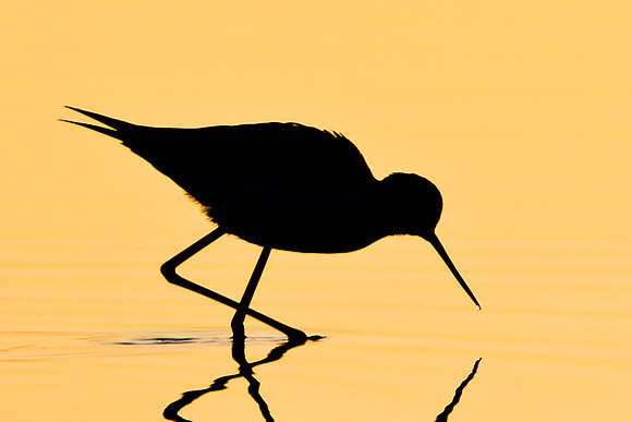 Black-necked Stilt, silhouette at sunrise