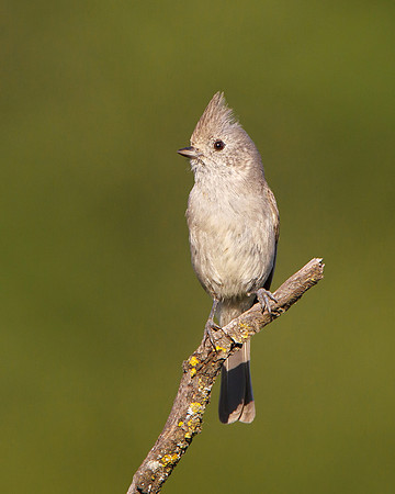 Oak Titmouse