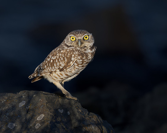 Burrowing Owl