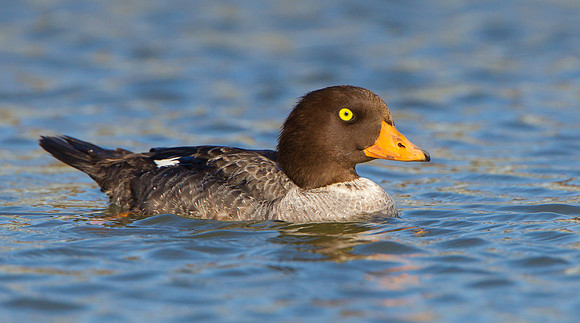 Barrow's Goldeneye, female
