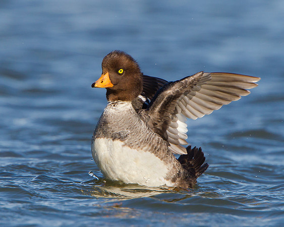 Barrow's Goldeneye, female