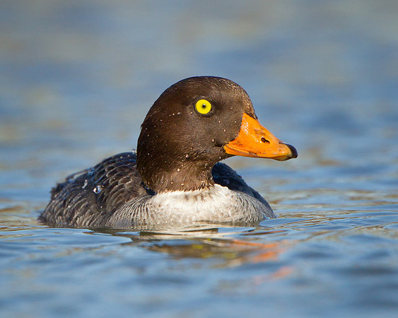 Barrow's Goldeneye, female