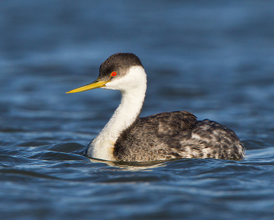 Western Grebe