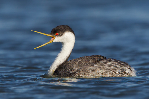 Western Grebe
