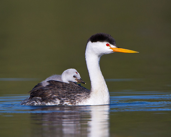 Clark's Grebe, with chick on parent's back