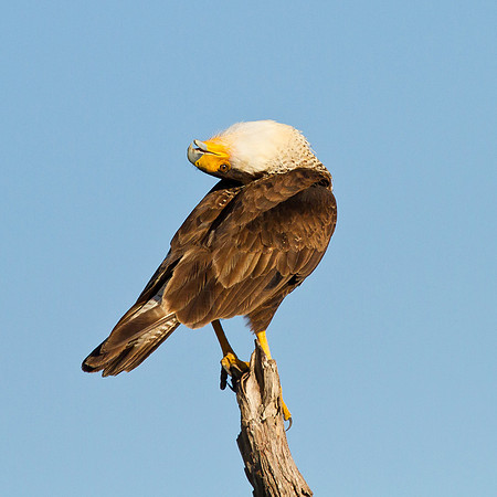 Crested Caracara courtship display